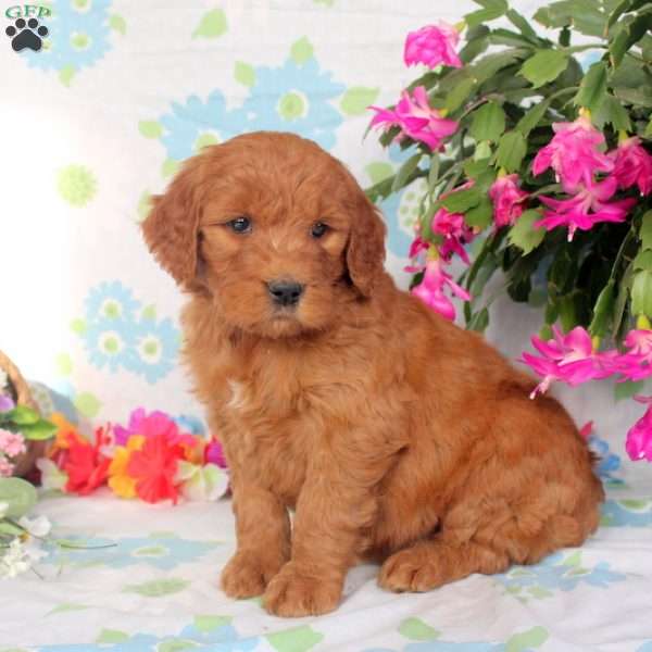 Ginger, Goldendoodle Puppy