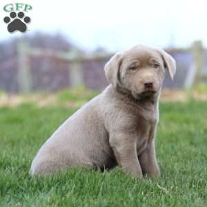 Silver Labrador Retriever Puppies For Sale - Greenfield Puppies