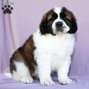 Greenfield puppies saint sales bernard