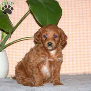 Giselle, Mini Goldendoodle Puppy