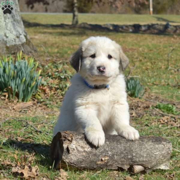 Glock, Great Pyrenees Puppy