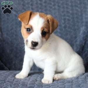 Gloria, Jack Russell Terrier Puppy