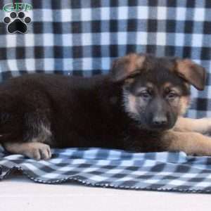 Grayson, German Shepherd Puppy