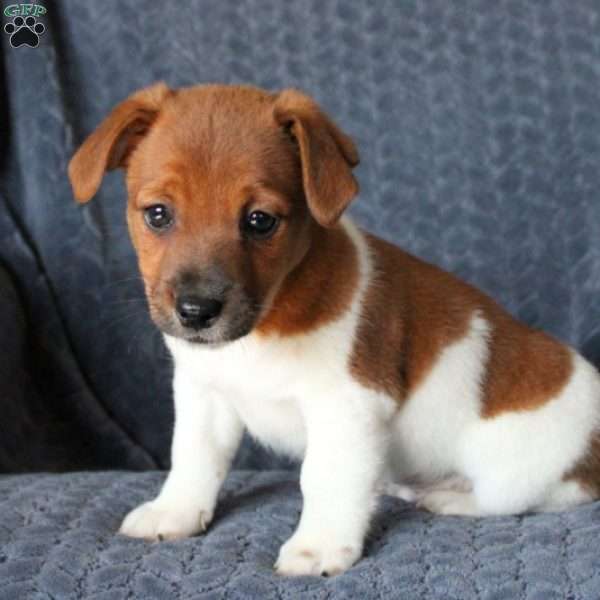 Gunner, Jack Russell Terrier Puppy