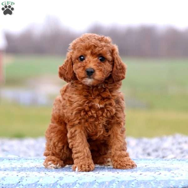 Hailey, Miniature Poodle Puppy