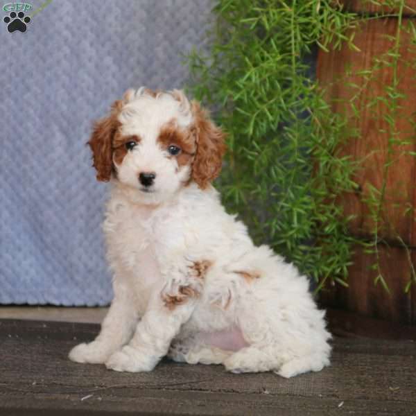 Hailey, Mini Labradoodle Puppy