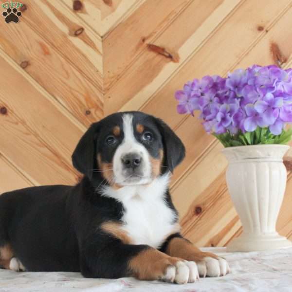 Haley, Greater Swiss Mountain Dog Puppy