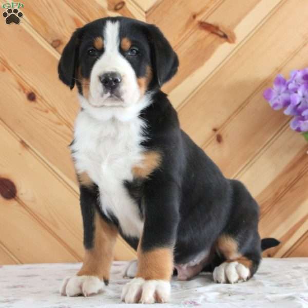Handsome, Greater Swiss Mountain Dog Puppy
