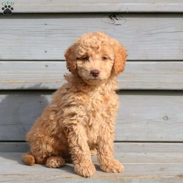 Hank, Mini Goldendoodle Puppy