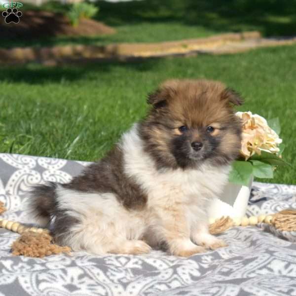 Harley, Pomeranian Puppy