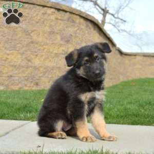 Harley, German Shepherd Puppy