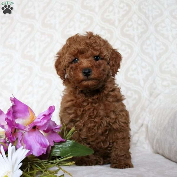 Harley, Toy Poodle Puppy