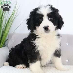 Mini bernedoodle best sale greenfield puppies