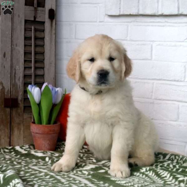 Harlow, English Cream Golden Retriever Puppy