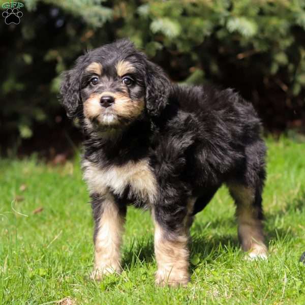 Harlyn, Bernedoodle Puppy