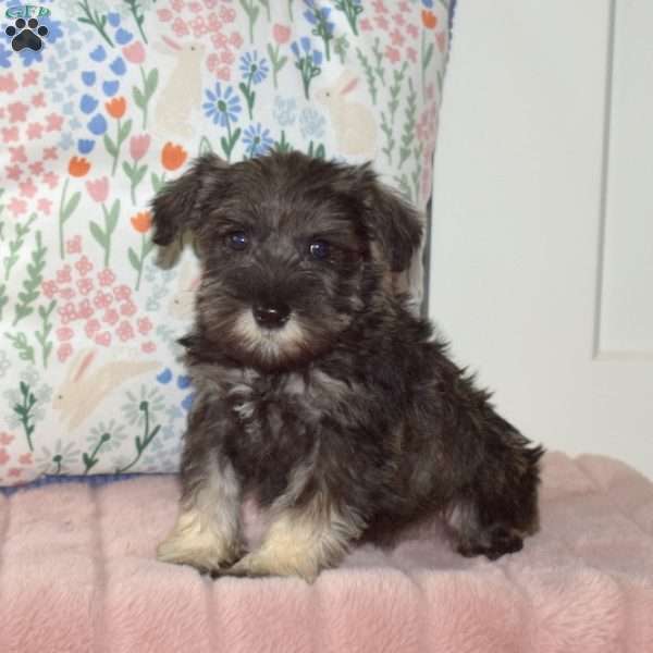 Harper, Miniature Schnauzer Puppy