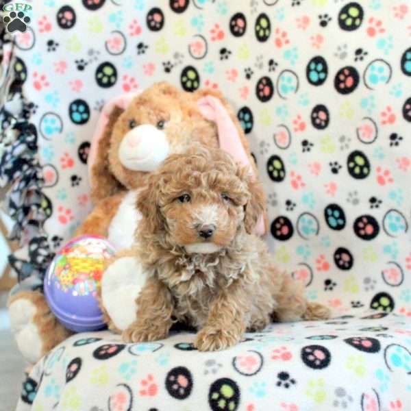 Harper, Miniature Poodle Puppy