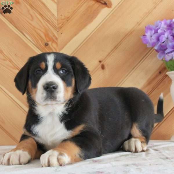 Harper, Greater Swiss Mountain Dog Puppy