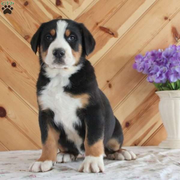 Harry, Greater Swiss Mountain Dog Puppy