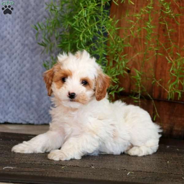 Harvey, Mini Labradoodle Puppy