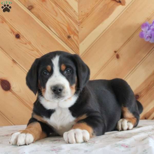 Harwin, Greater Swiss Mountain Dog Puppy