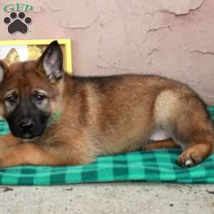 Hayden, German Shepherd Puppy