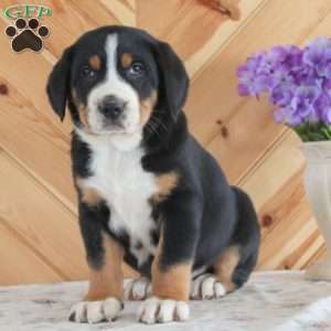 Hayden, Greater Swiss Mountain Dog Puppy