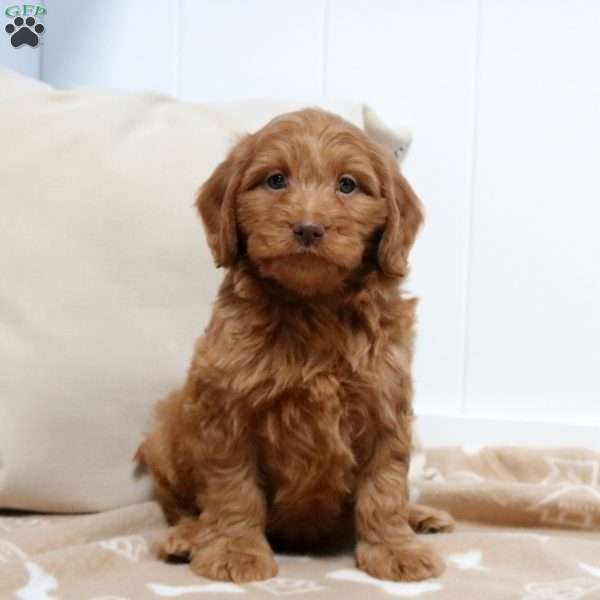 Hayden, Mini Goldendoodle Puppy