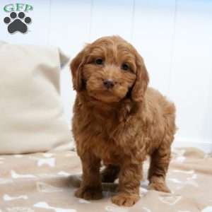 Hayden, Mini Goldendoodle Puppy