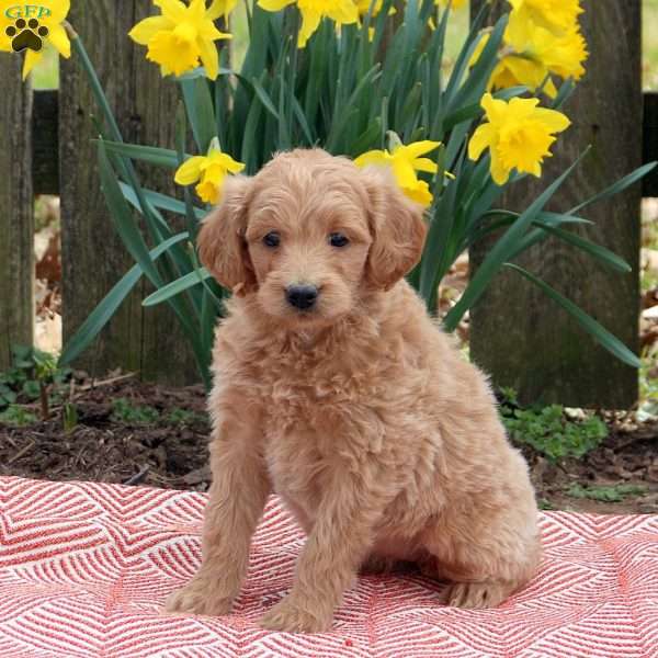 Hazel, Mini Goldendoodle Puppy