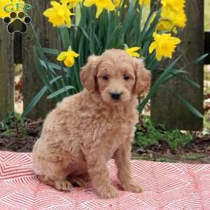 Hazel, Mini Goldendoodle Puppy
