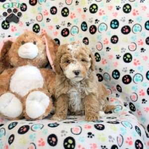 Hazel, Miniature Poodle Puppy
