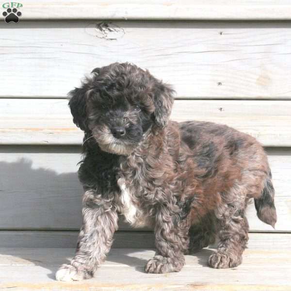 Heath, Mini Goldendoodle Puppy