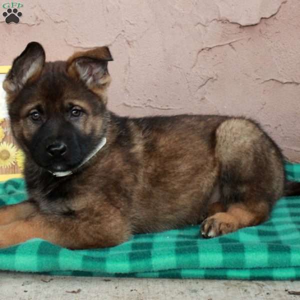 Hector, German Shepherd Puppy