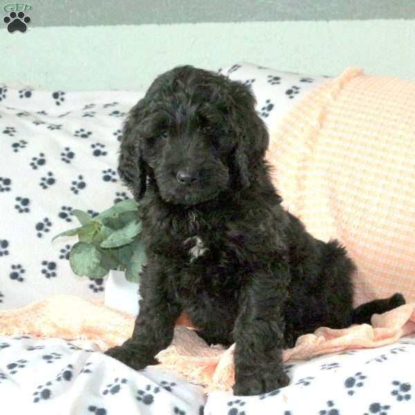 Hector, Goldendoodle Puppy