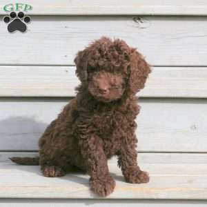 Hector, Mini Goldendoodle Puppy