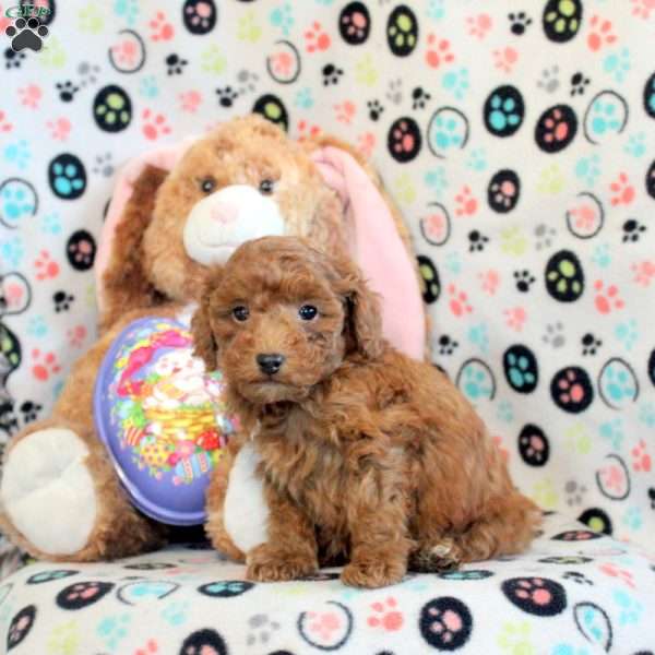 Herb, Miniature Poodle Puppy