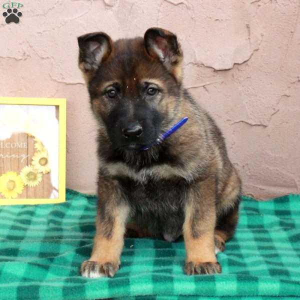 Hero, German Shepherd Puppy