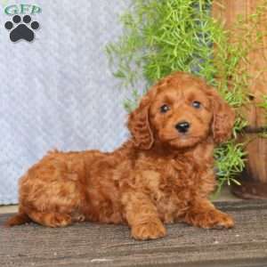 Mini Labradoodle Puppies For Sale - Greenfield Puppies