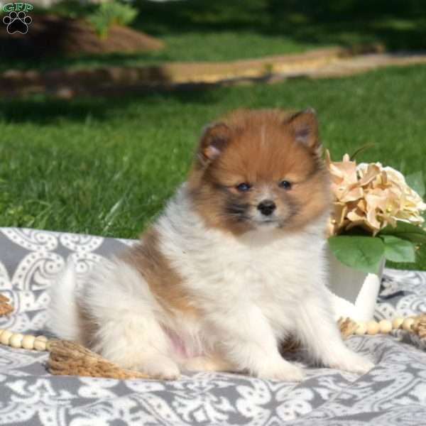 Hershey, Pomeranian Puppy