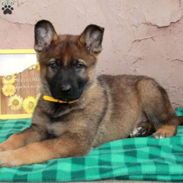 Hewie, German Shepherd Puppy