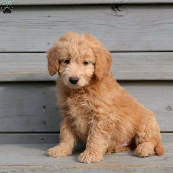 Holden, Mini Goldendoodle Puppy