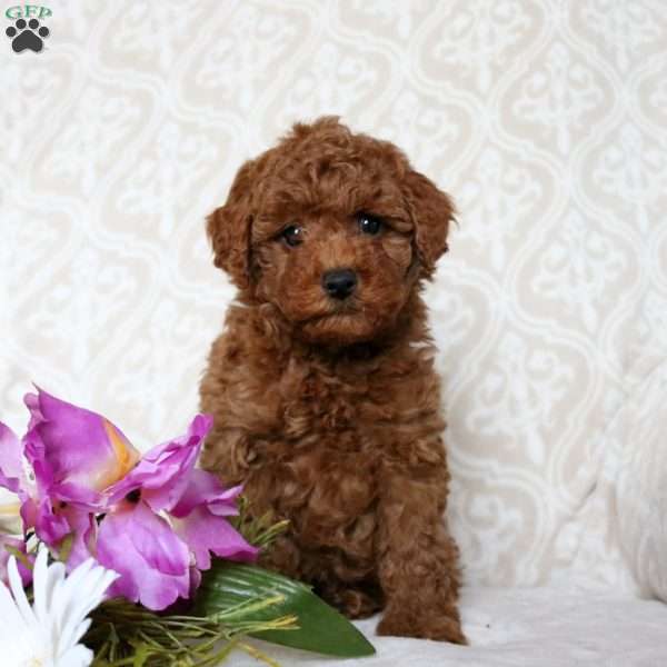 Holden, Toy Poodle Puppy