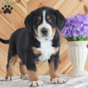 Hope, Greater Swiss Mountain Dog Puppy