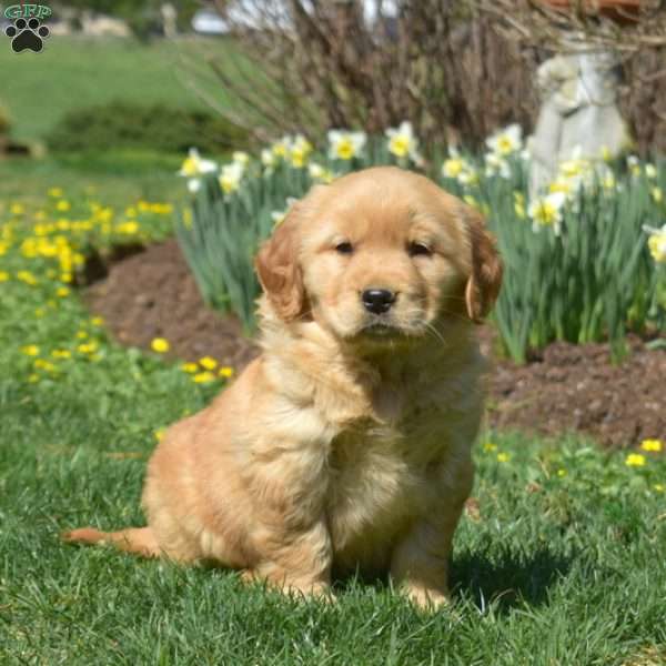 Hopper, Golden Retriever Puppy