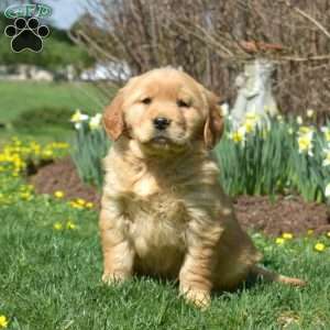 Hopper, Golden Retriever Puppy