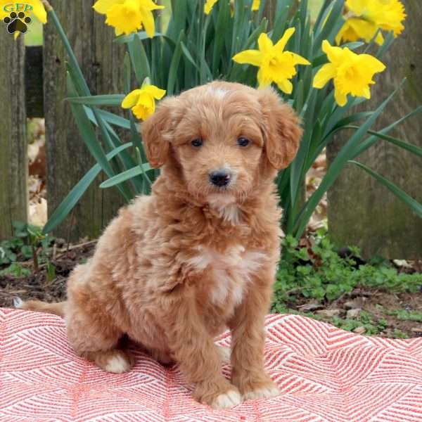 Hudson, Mini Goldendoodle Puppy