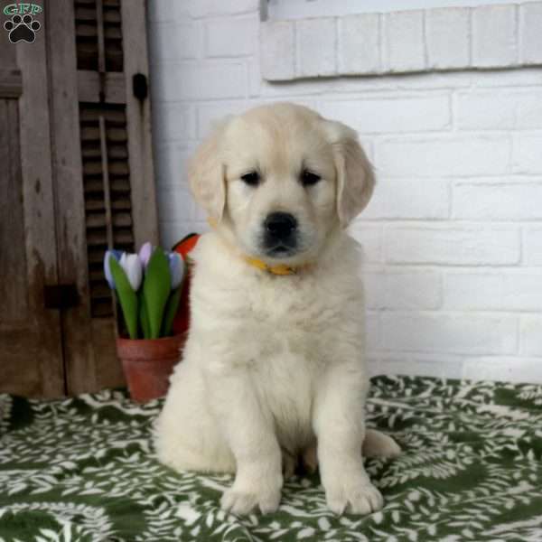 Hudson, English Cream Golden Retriever Puppy