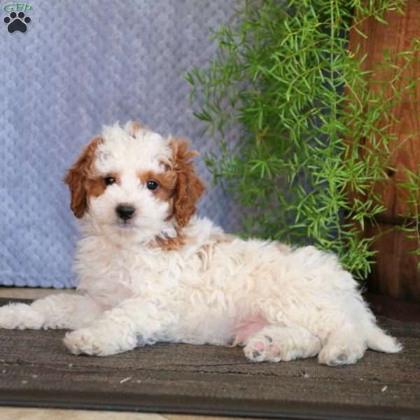 Hudson, Mini Labradoodle Puppy