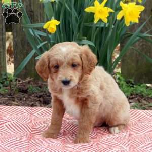 Hugo, Mini Goldendoodle Puppy